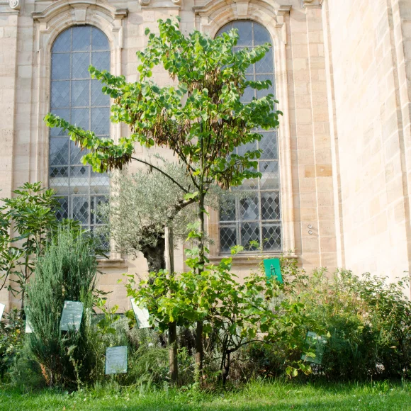 Bibelgarten vor der ehem. Christuskirche am Bohlenplatz
