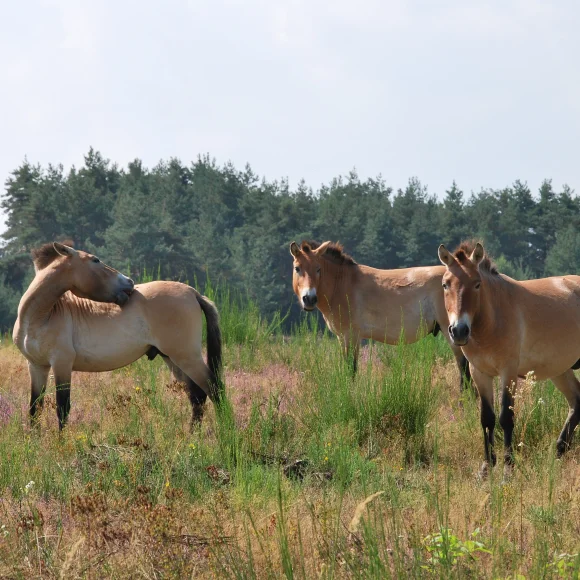 Urwildpferde in Tennenlohe