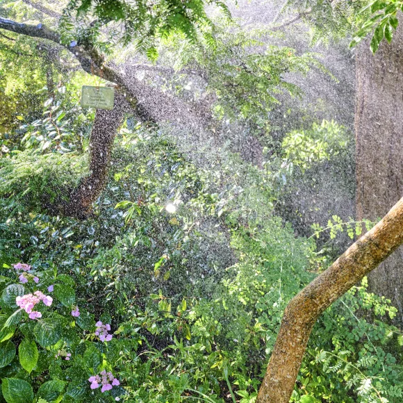 Sprühregen im Botanischen Garten