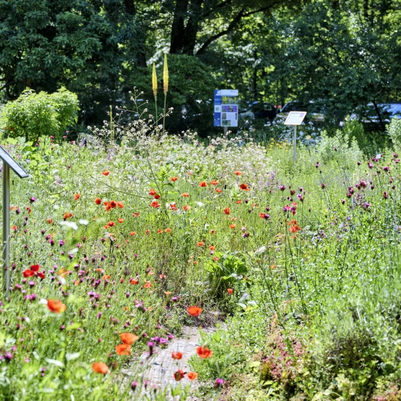 Blütenzeit im Aromagarten