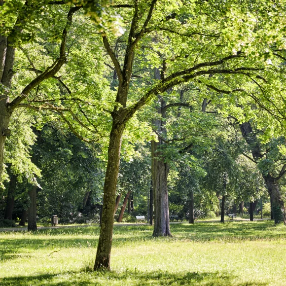Bäume im Erlanger Schlossgarten