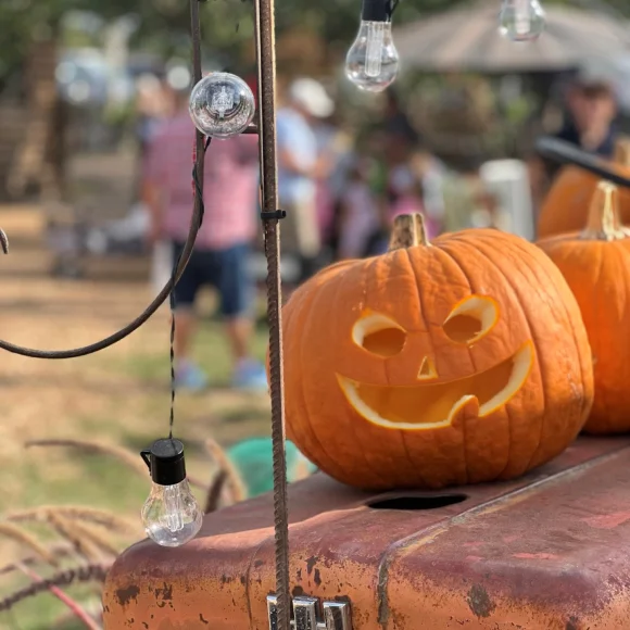 Kürbisse an Halloween