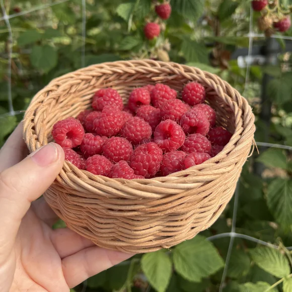 Schale Himbeeren in einer Hand